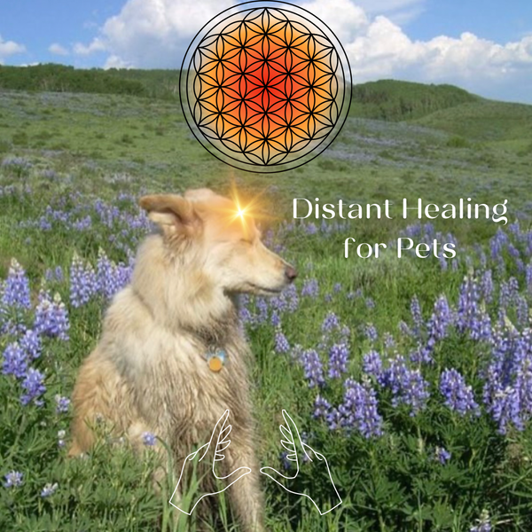 Distant Healing for Pets